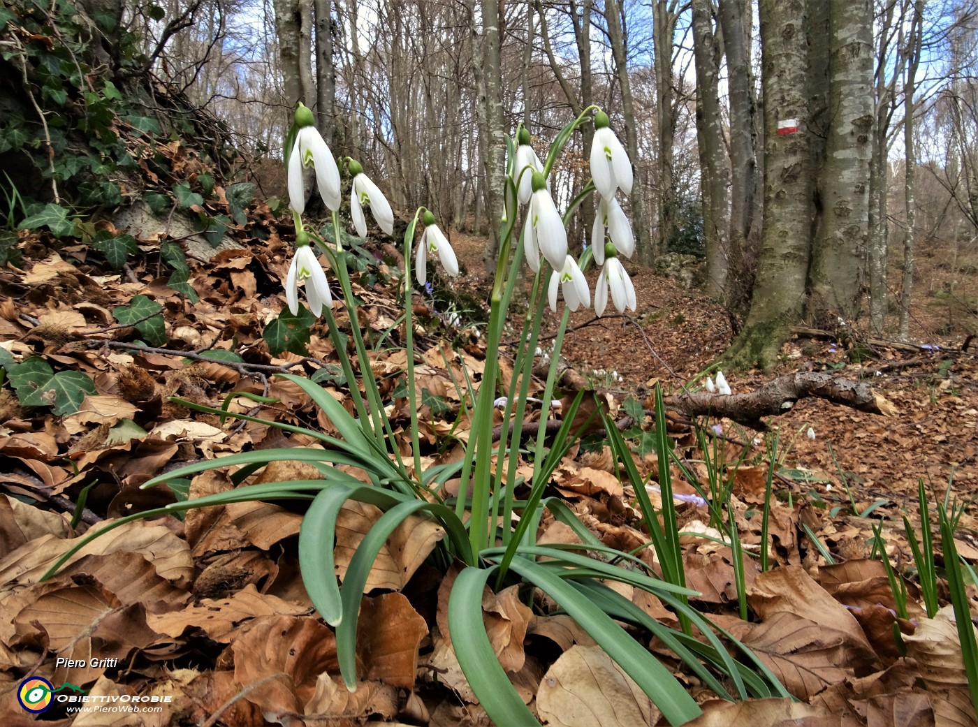 46 Dopo la macchia di ginepri e di betulle ecco una rigogliosa faggeta fiorita di bucanevi.JPG